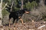 JAGDTERRIER ALLEMAND 060